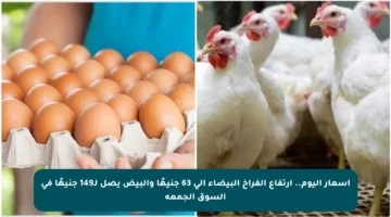 أسعار اليوم.. ارتفاع الفراخ البيضاء إلى 63 جنيهًا والبيض يصل لـ149 جنيهًا في السوق الجمعة